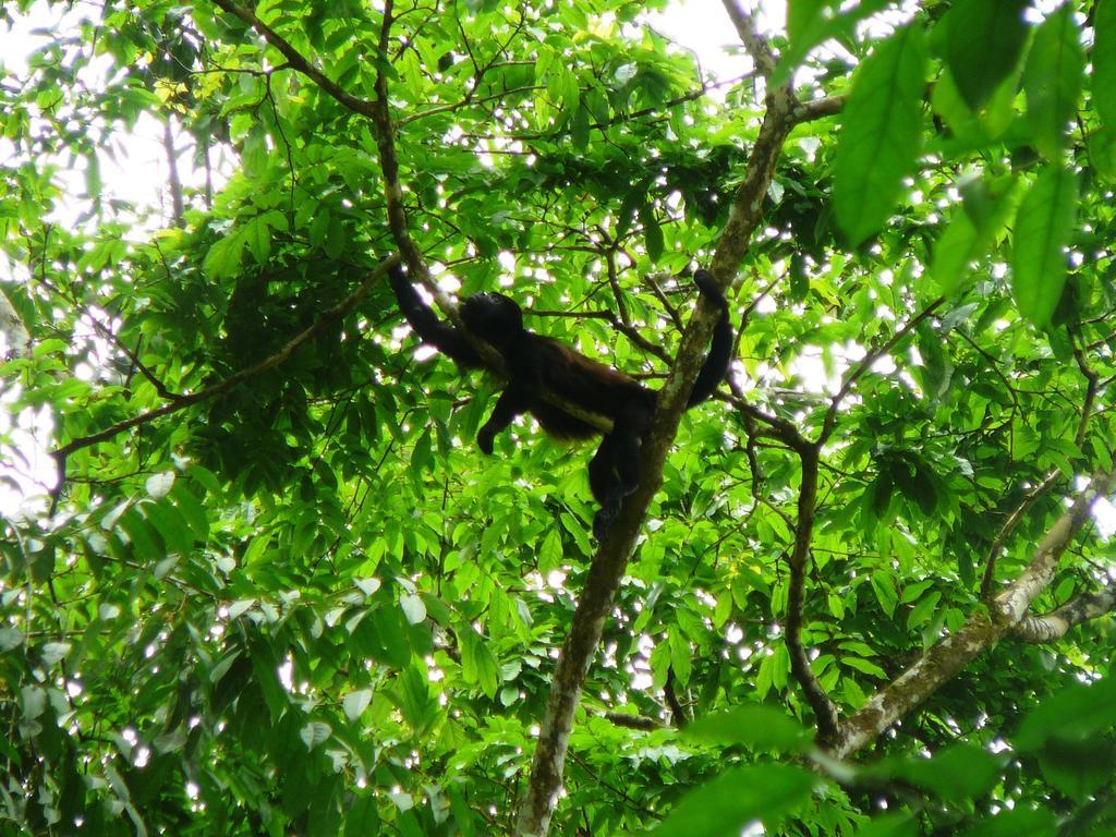 Casa Lina Sloth View Exotic Apartment With Privat Kitchen Puerto Viejo de Talamanca Phòng bức ảnh