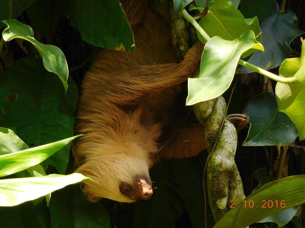 Casa Lina Sloth View Exotic Apartment With Privat Kitchen Puerto Viejo de Talamanca Ngoại thất bức ảnh