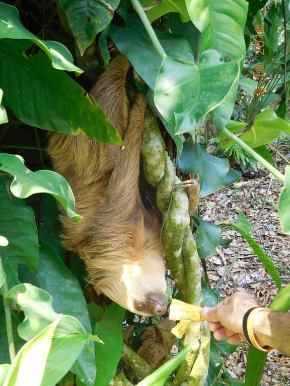Casa Lina Sloth View Exotic Apartment With Privat Kitchen Puerto Viejo de Talamanca Ngoại thất bức ảnh
