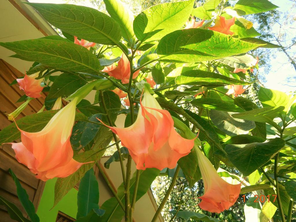 Casa Lina Sloth View Exotic Apartment With Privat Kitchen Puerto Viejo de Talamanca Ngoại thất bức ảnh